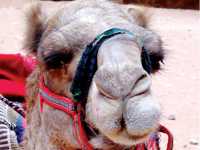 A camel takes a rest at Petra |  Sue Badyari