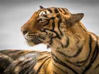 The magnificent Bengal tiger |  Richard I'Anson