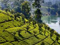 Classic Sri Lankan tea plantation landscapes |  Richard I'Anson
