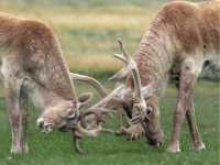 Be on the lookout for the majestic Woodland Caribou |  Jenny Wong