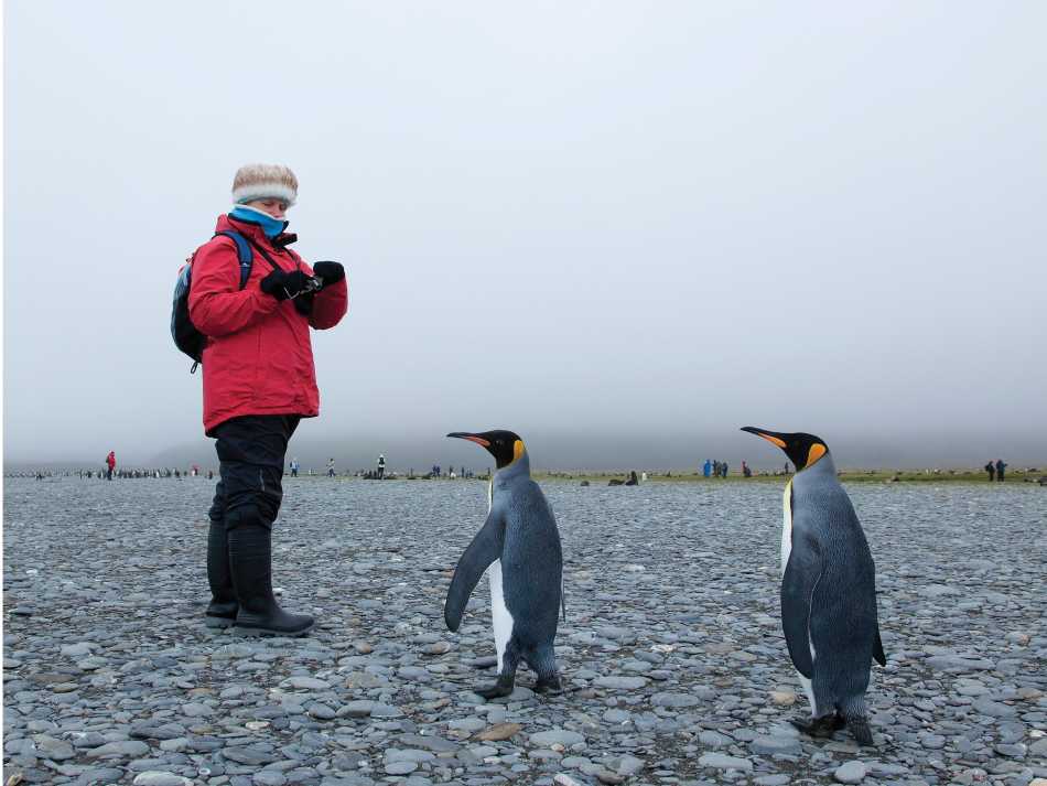 Making friends with the King Penguins | Peter Walton